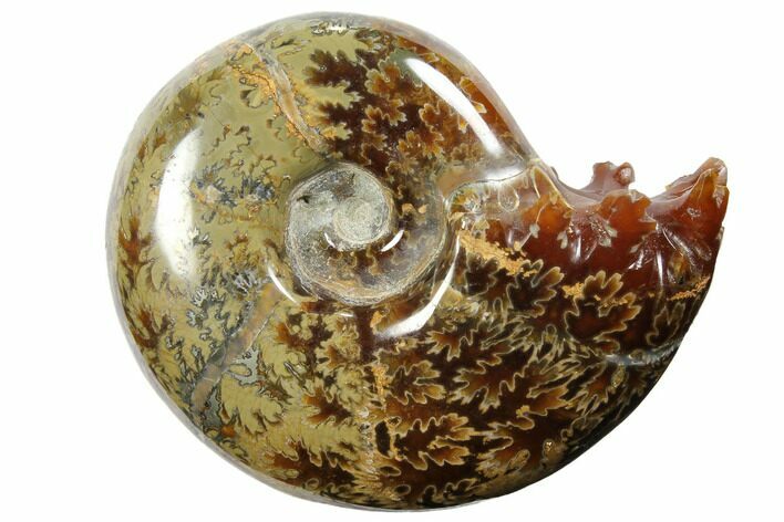 Polished, Agatized Ammonite (Cleoniceras) - Madagascar #110513